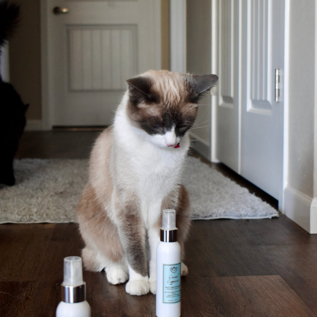 Caramel Cappuccino Eau de Pooch Pet Fragrance and Hair Detangler Spray