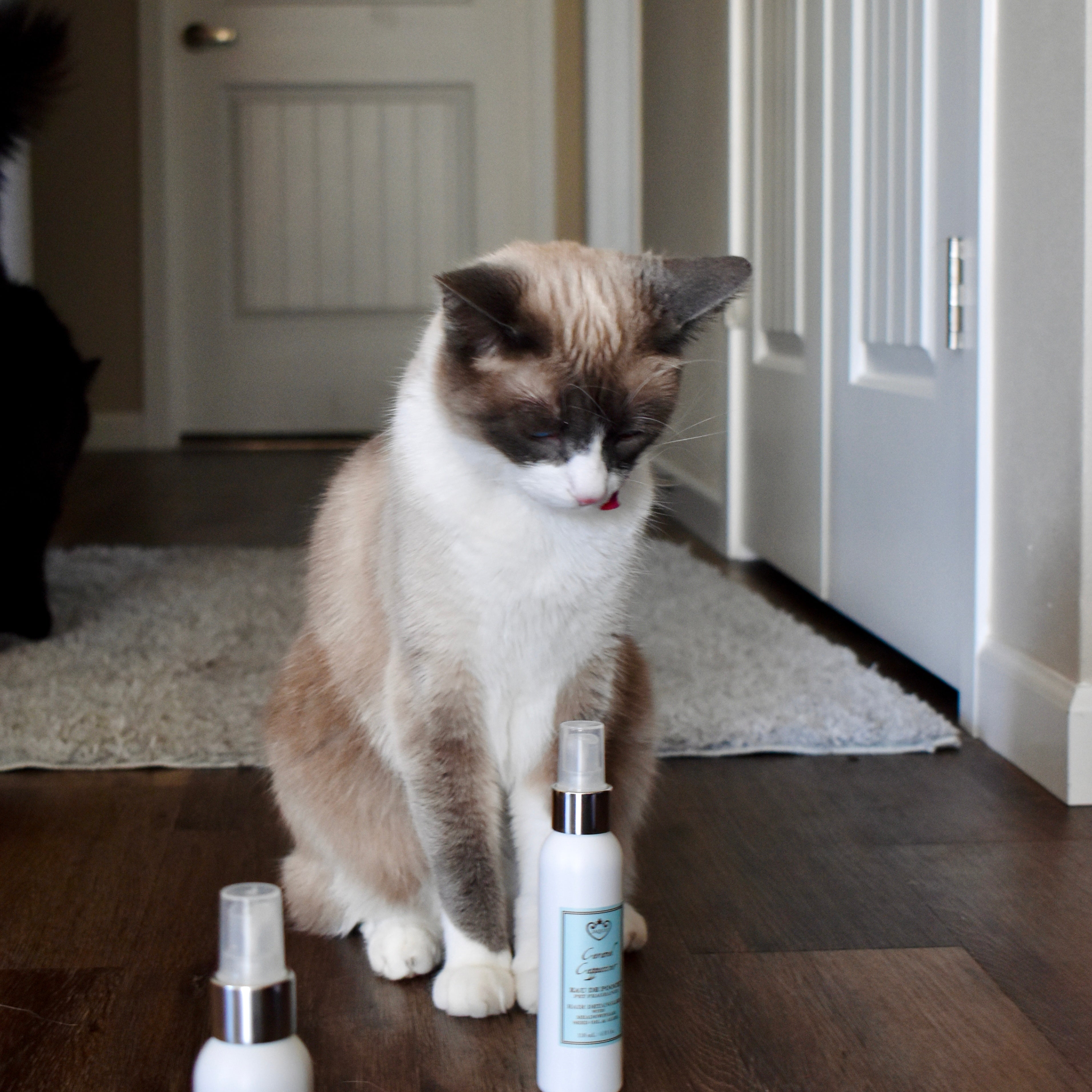 Caramel Cappuccino Eau de Pooch Pet Fragrance and Hair Detangler Spray