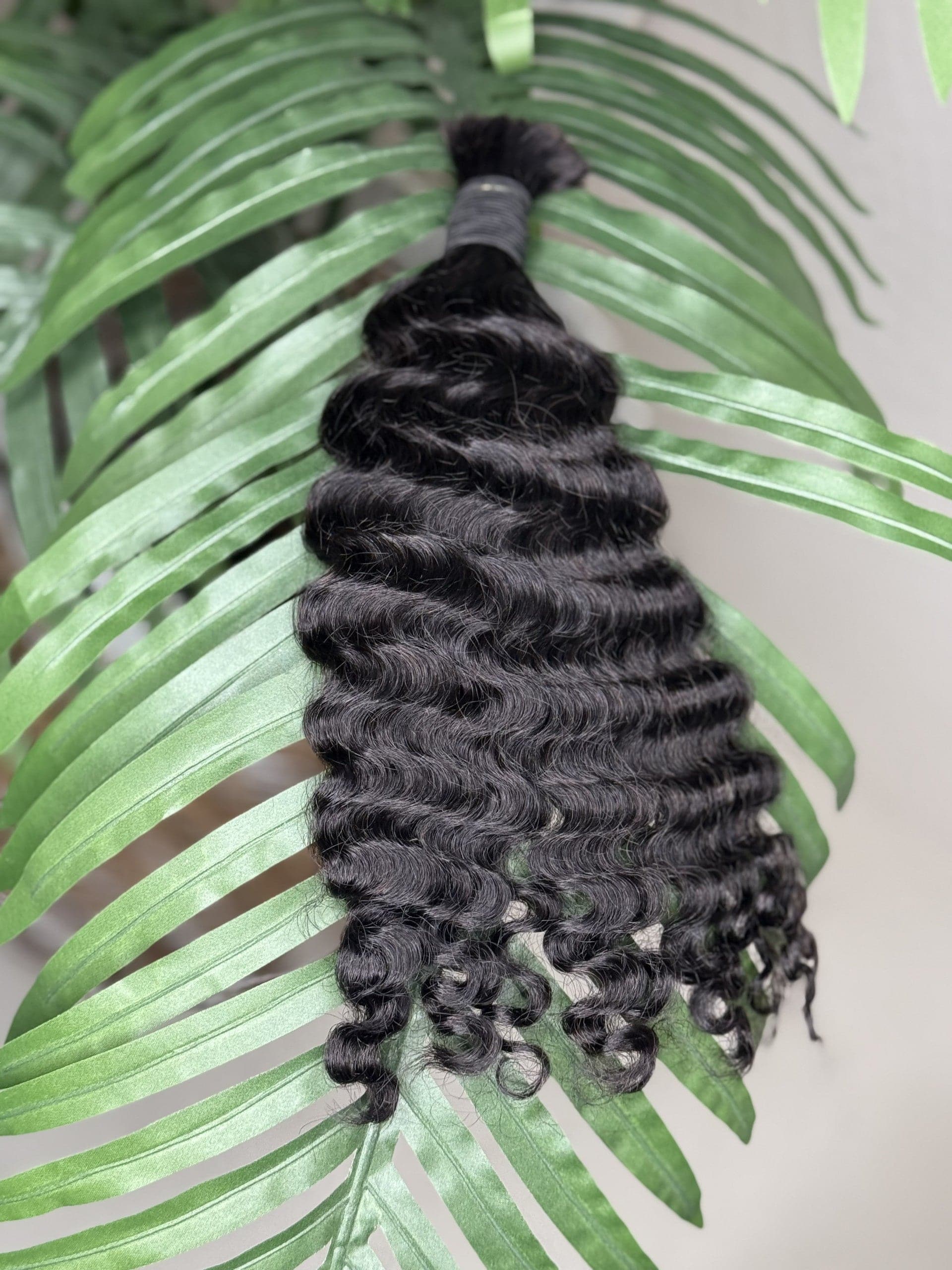 Burmese Curly